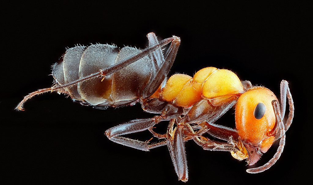 Ant Control service in Roanoke, VA