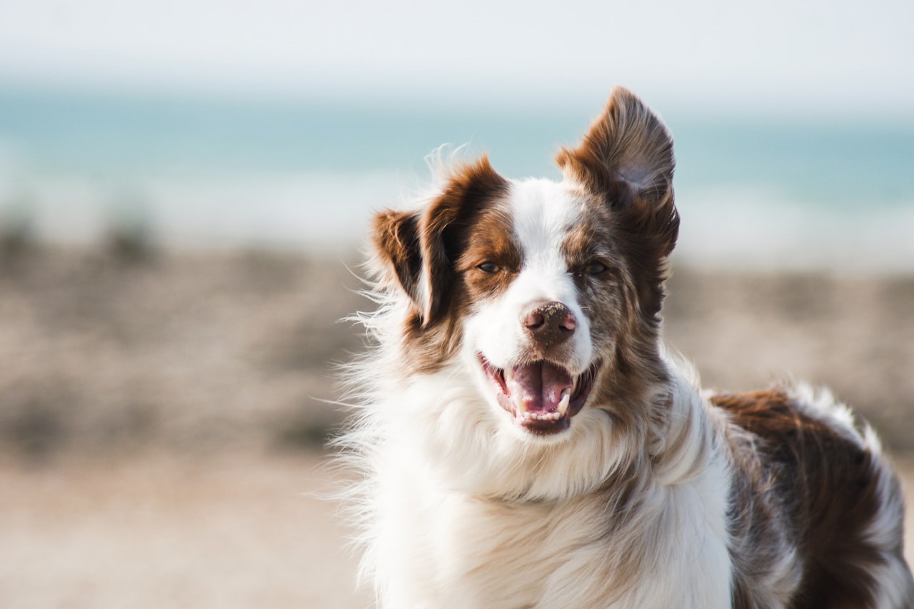 Flea & Tick Control service in Roanoke, VA