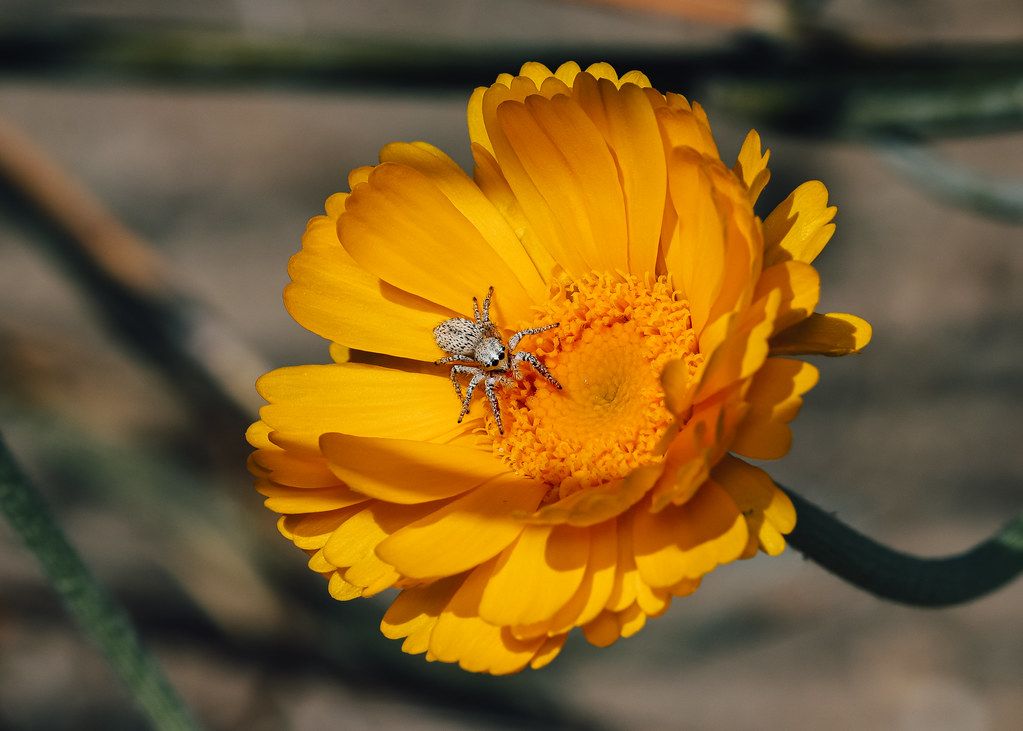 Spider Control service in Roanoke, VA